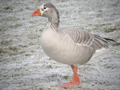 domestic Greylag Goose